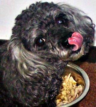 Oh boy, new food (just a little bit mixed in his regular food)!