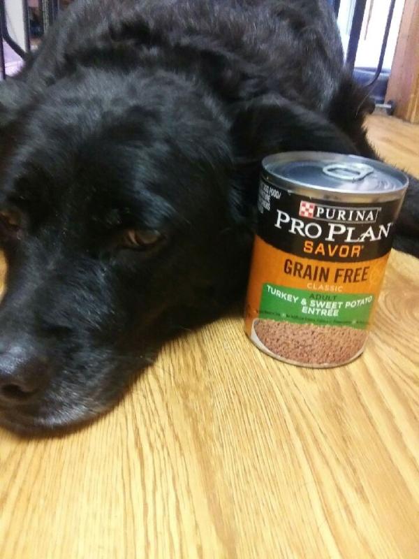 Purina pro plan turkey and sweet potato sale