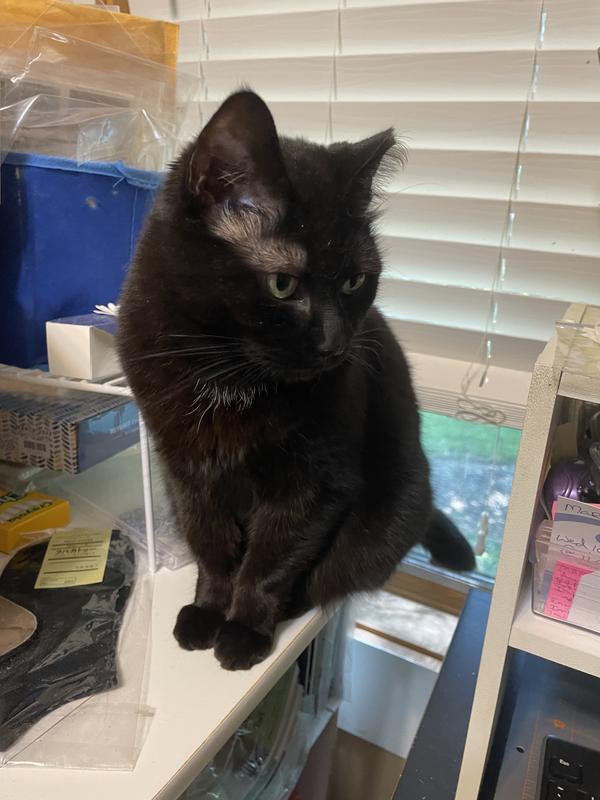 Petco tidy cats sales