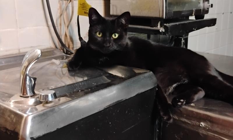 The fountain of youth