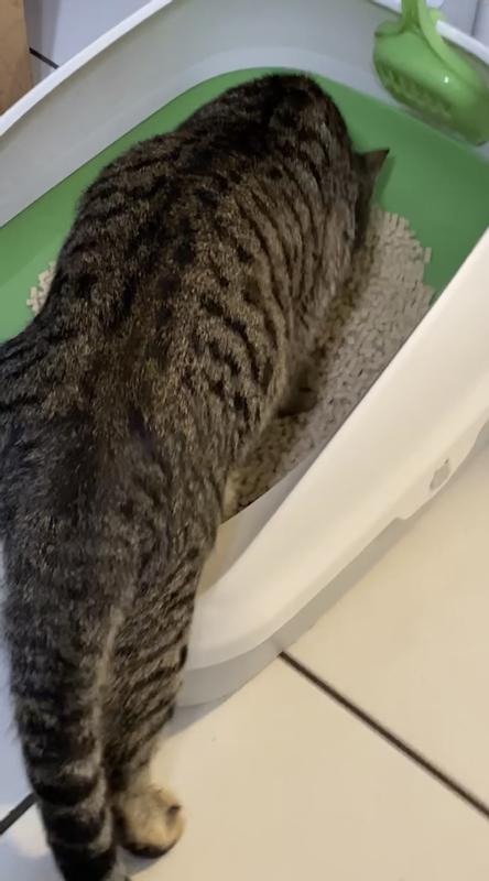 Female cat not great peeing in litter box