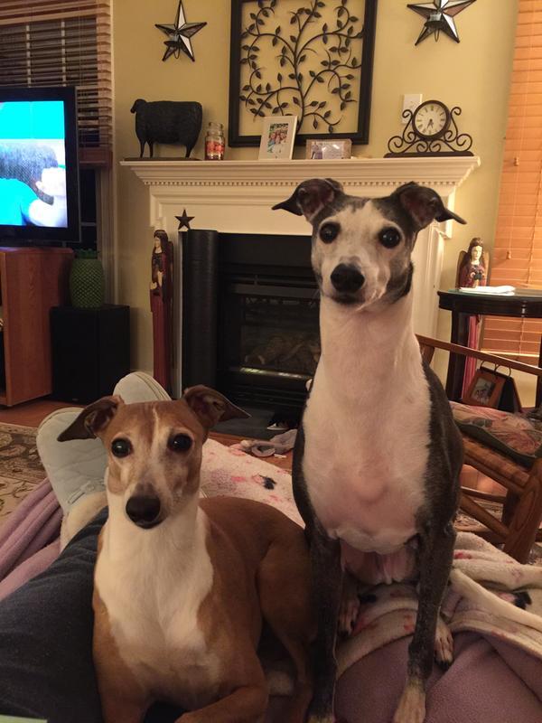 Purina Pro Plan Focus Adult Small Breed Formula Dry Dog Food