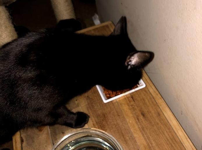 Another picture of our boy loving the food