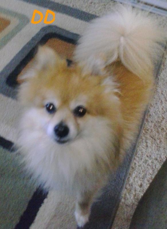 6 y/o pom DD