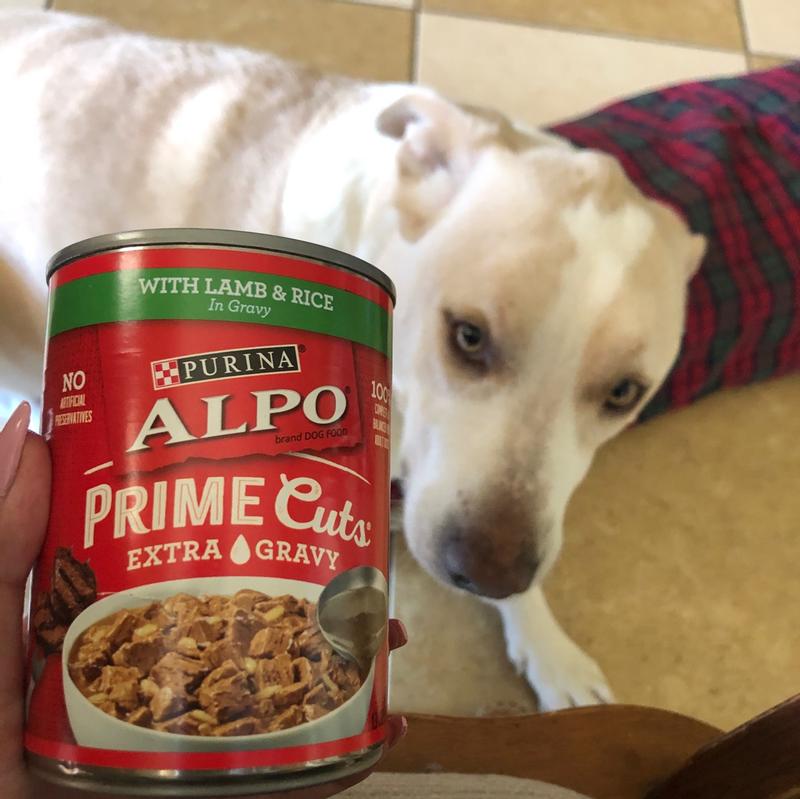adult purina pro plan dog food Purina Pro Plan Focus Adult Large Breed Formula Dry Dog Food - Littleton,  MA