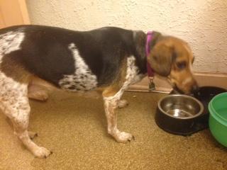 Please, I want some more Purina One True Instincts!