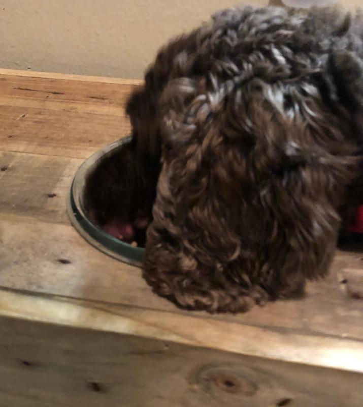 My dog eating the food