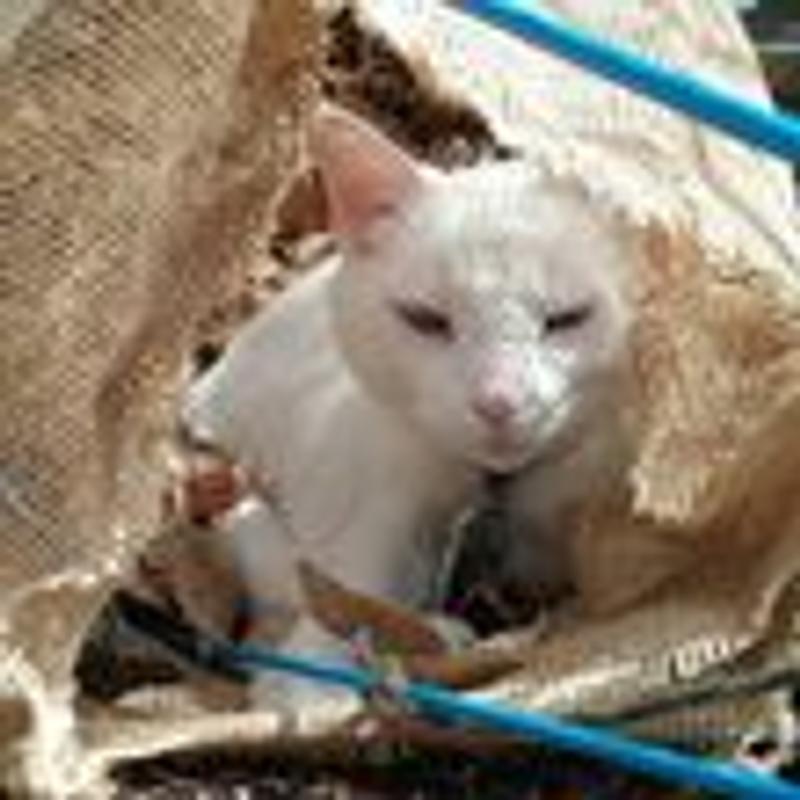 Casper Cat