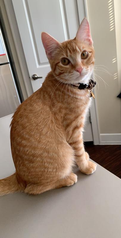Tito approves this food 100%