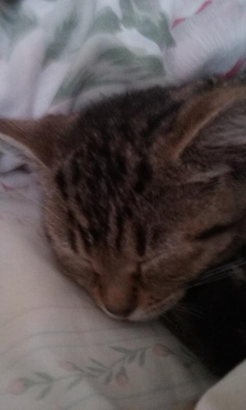 Happy full cat
