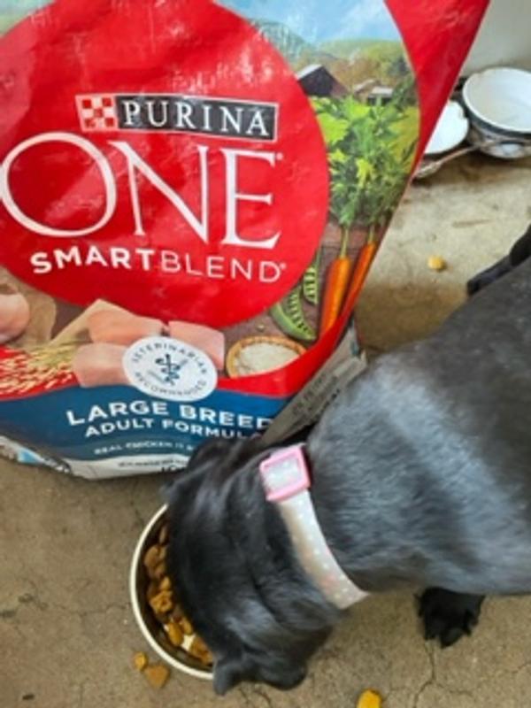 es purina buena comida para perros pitbulls