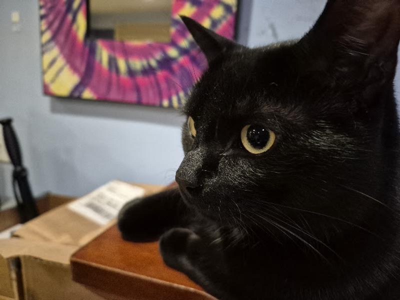 mY LOVING NEARLY 2 YEAR CAT pERCY WITH URINARY PROBLEMS