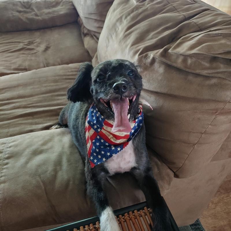 Photo - commentaire&nbsp;5.