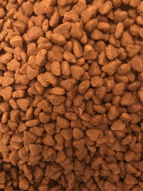 Common Bugs In Dog Food What To Do? Kohepets Blog atelieryuwa.ciao.jp