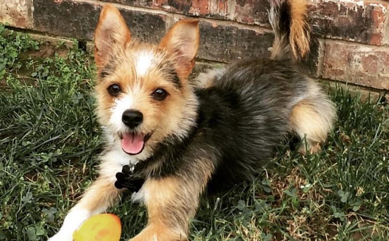 Such a happy dog, This is Charley.
