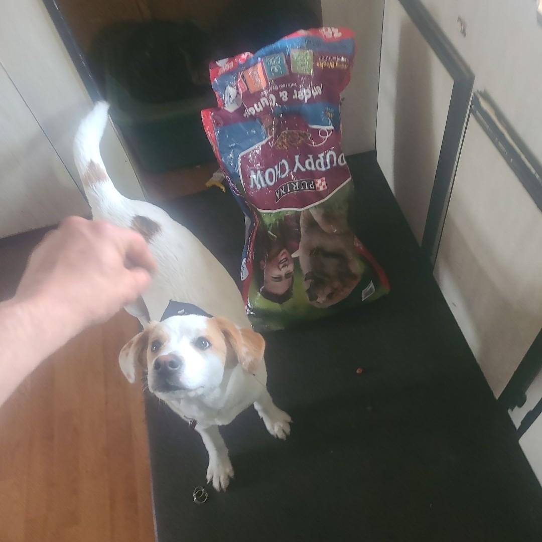 Purina Puppy Chow High Protein Tender Crunchy With Real Beef Dry Food 30 lbs. Petco