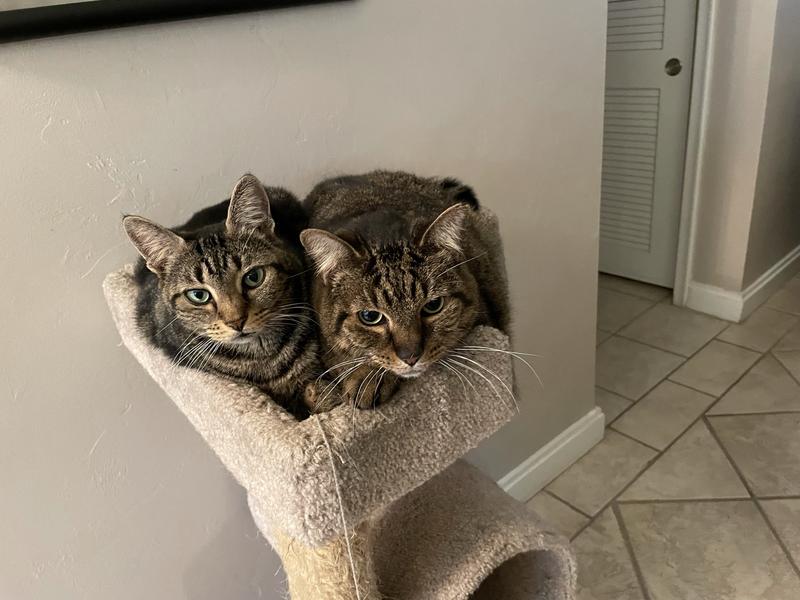 My sweet furry friends