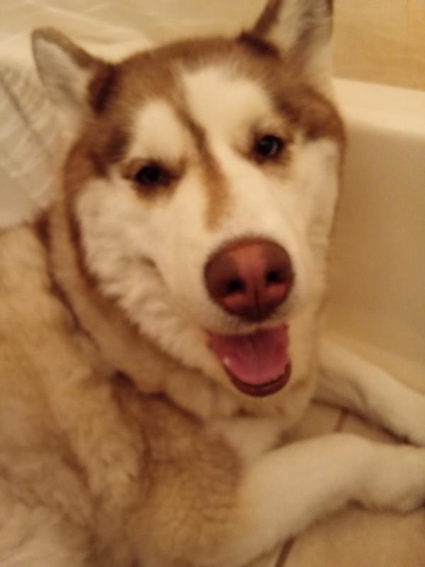 My dog is very upset, she hates this food so much and won't eat it.