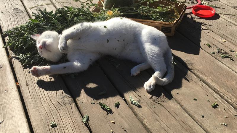 Catnip Heaven