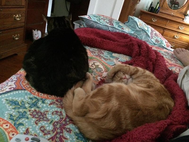 my unhappy cats, Morris Town and Chelsea Bucci