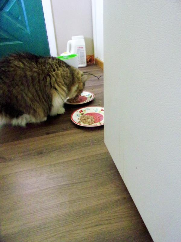 Scratches enjoying Salmon and rice entree.