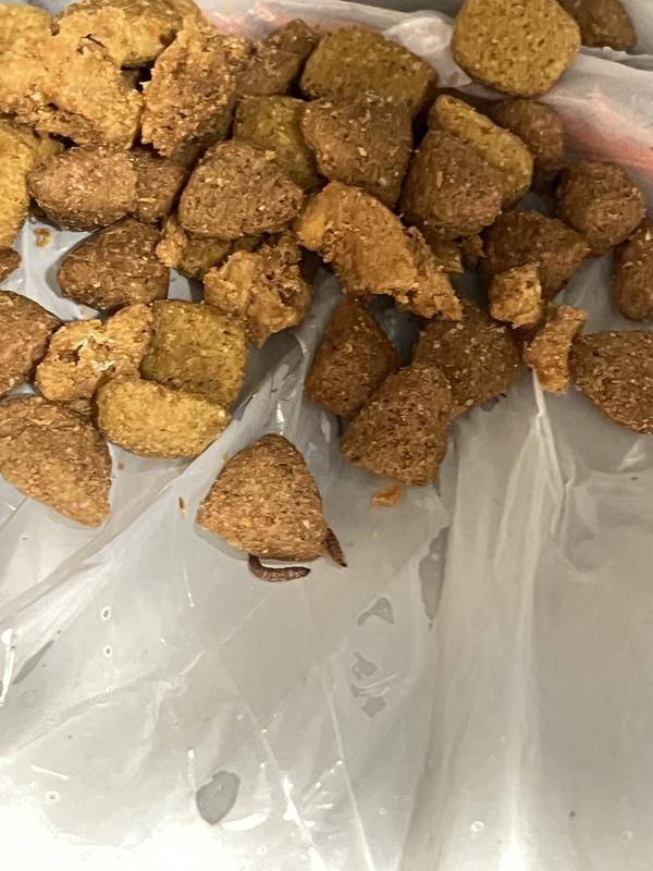 Photo - commentaire 5.