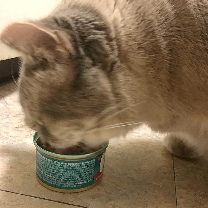 sheba cat food review reddit