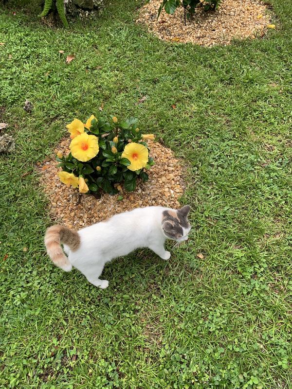 Sunny’s garden