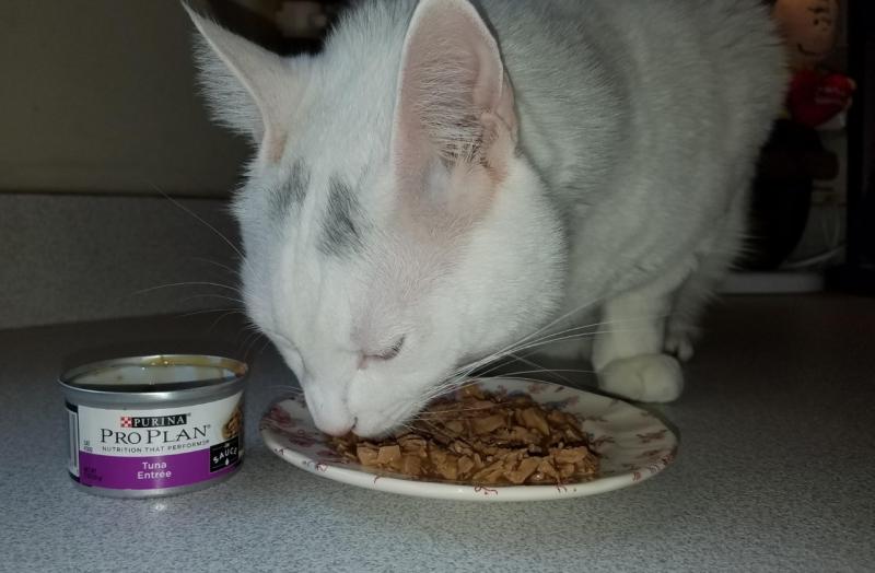 Kitty Approved!