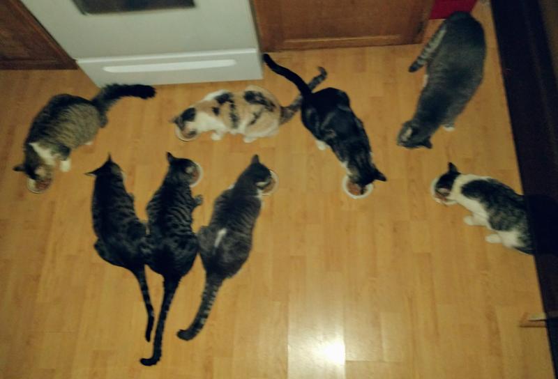 Some of our rescued Fur-babies having a late night snack