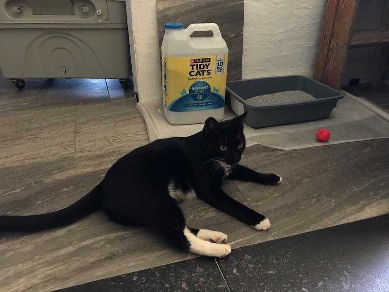 Tidy cats instant action reviews sales