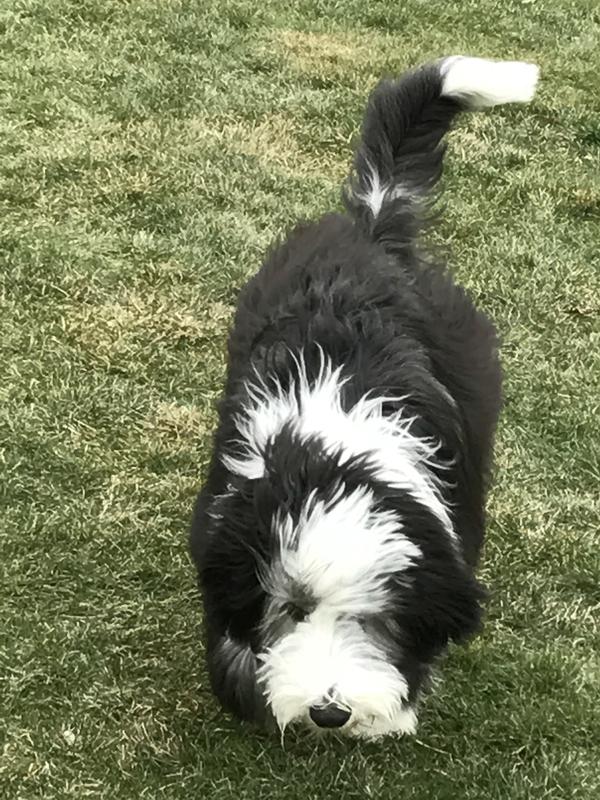 Mr. Wilson as a puppy