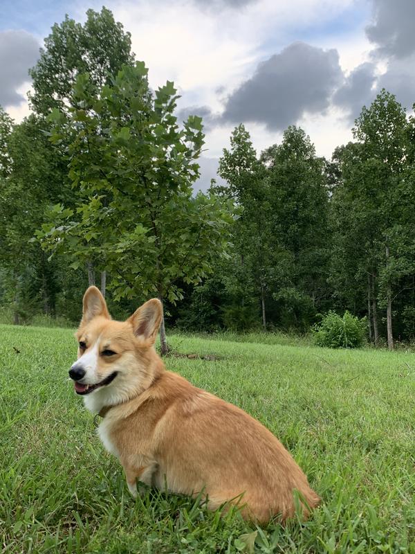 Finn - sweet boy
