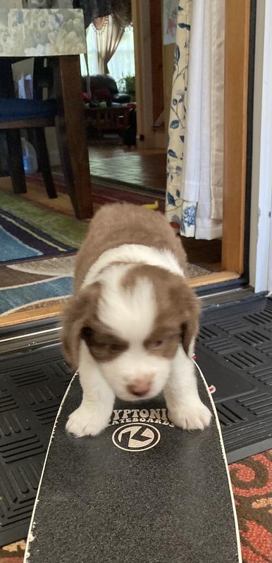 scout is friendly and loves to chase the medium shiny ball.