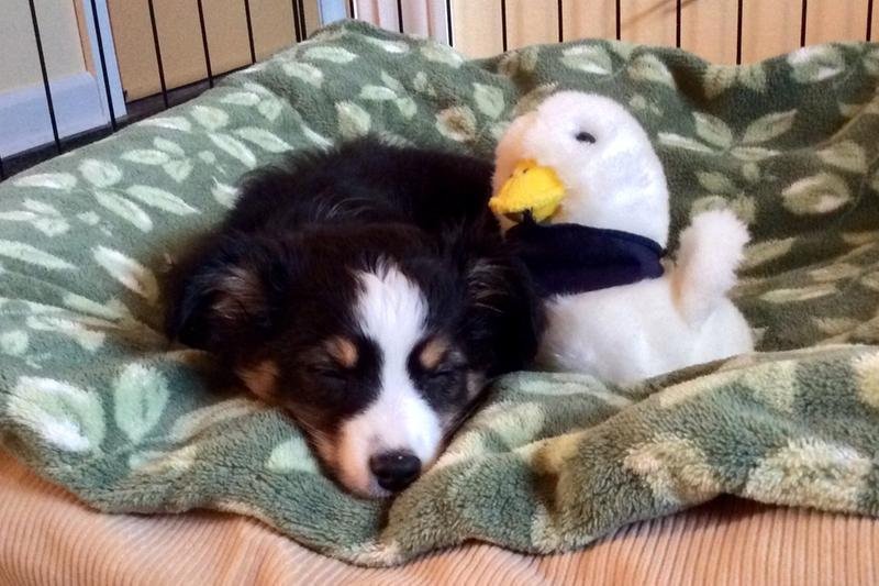 Happy puppy with a full tummy