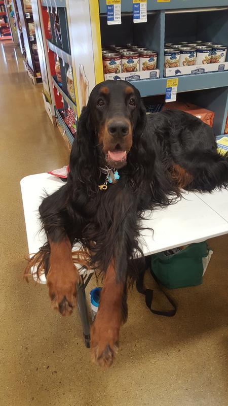 Buck Gordon Setter