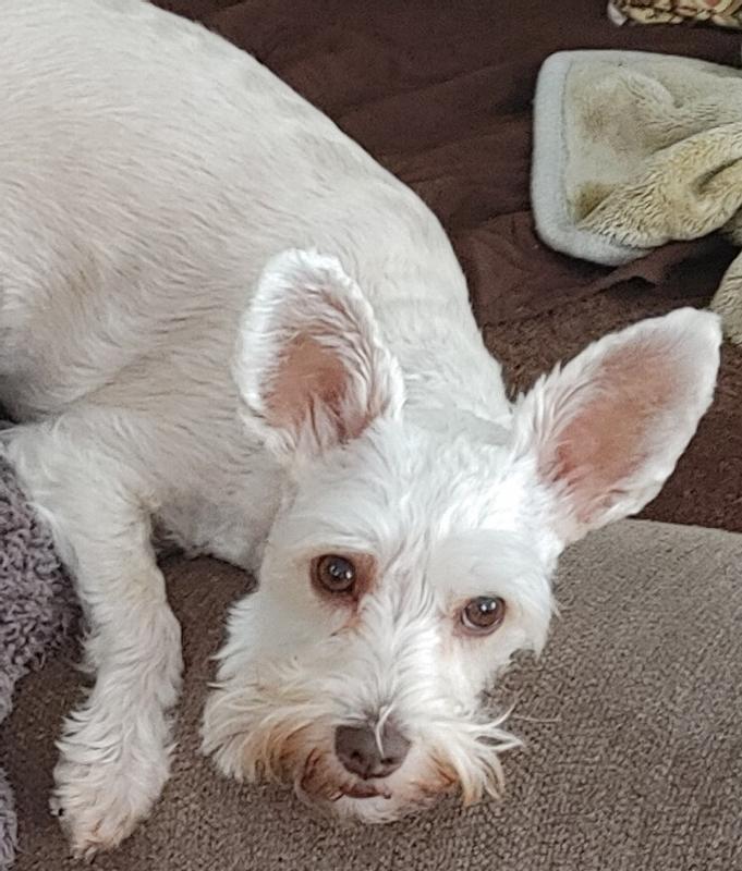 My baby girl longing for chicken in Pro Plan