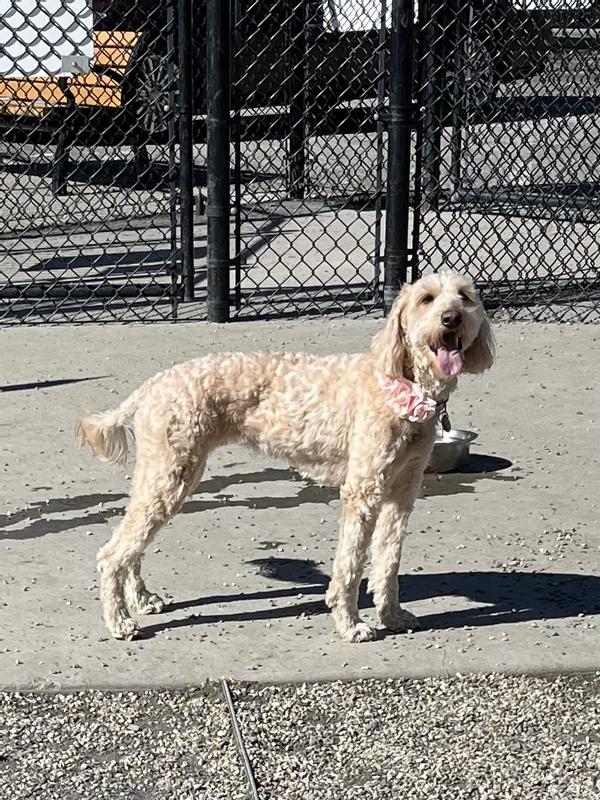 Running at the dog park is exhausting!