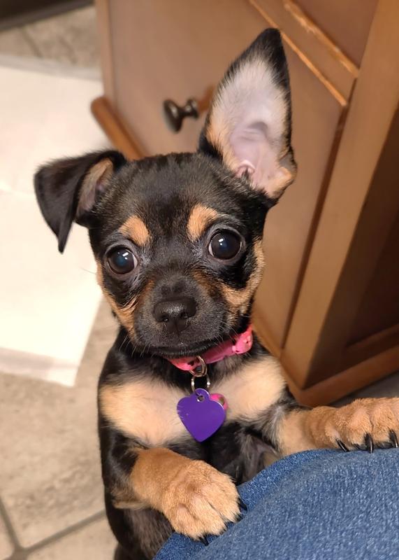 Millie 5 mos