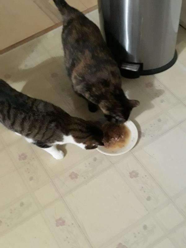 Both my cats enjoying their breakfast #PurinaOne!