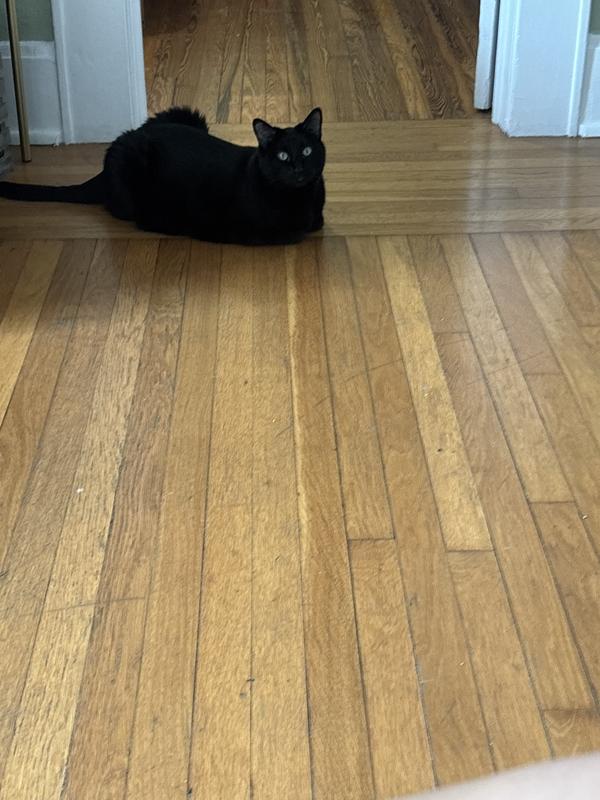 My cat 🐈‍⬛
