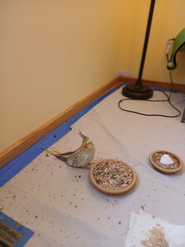 Photo - commentaire 6.