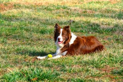 purina one lamb and rice 31.1 lbs