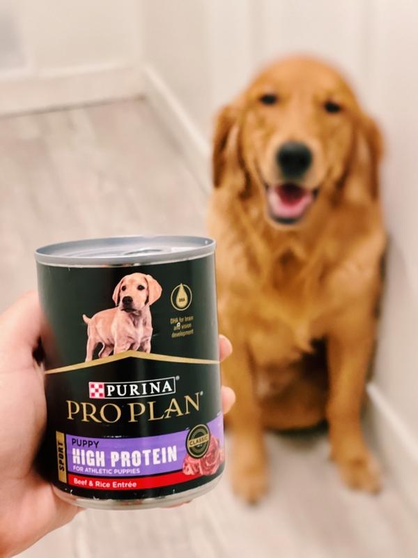 Pro plan sport 2024 dog food reviews