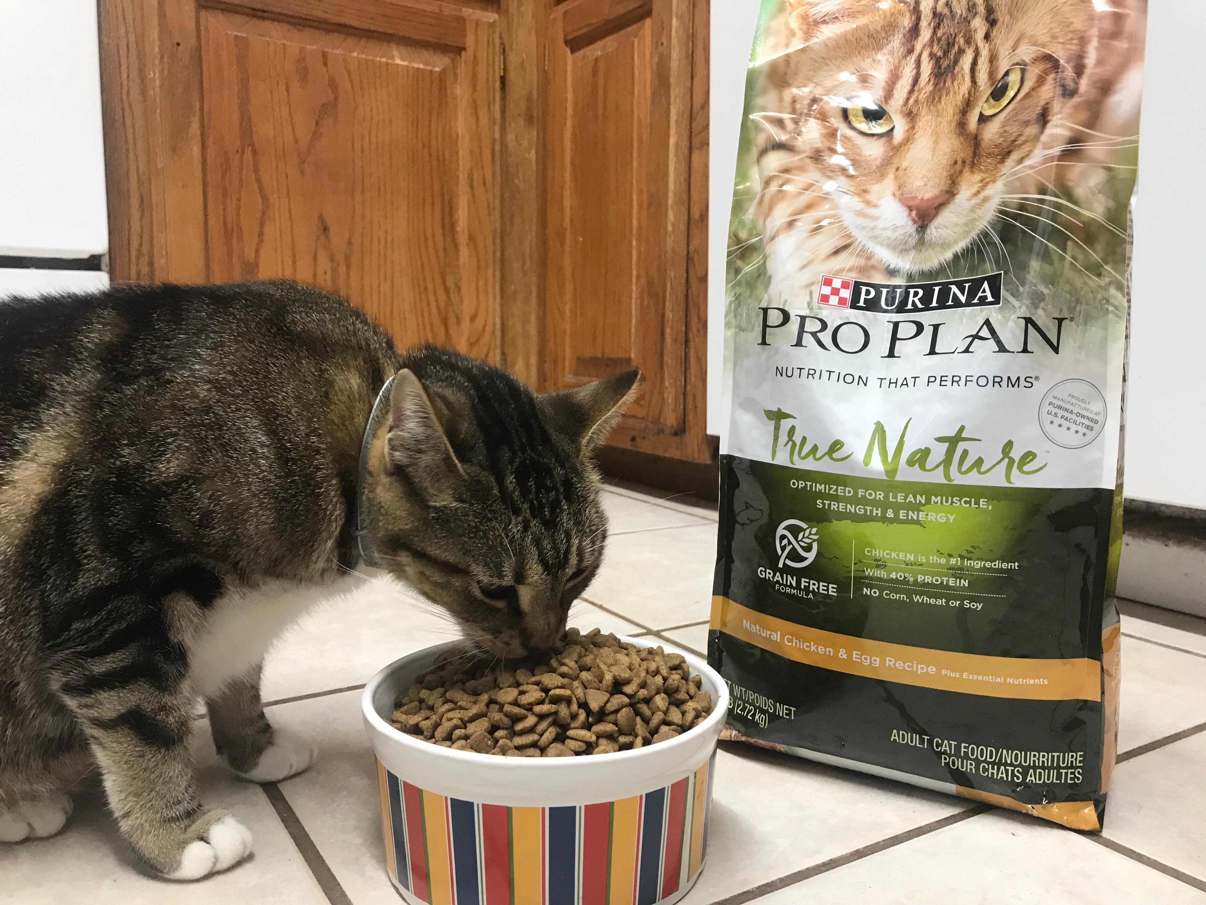 Purina Pro Plan Grain Free High Protein Natural Chicken Egg Formula Dry Cat Food 3.2 lbs. Petco