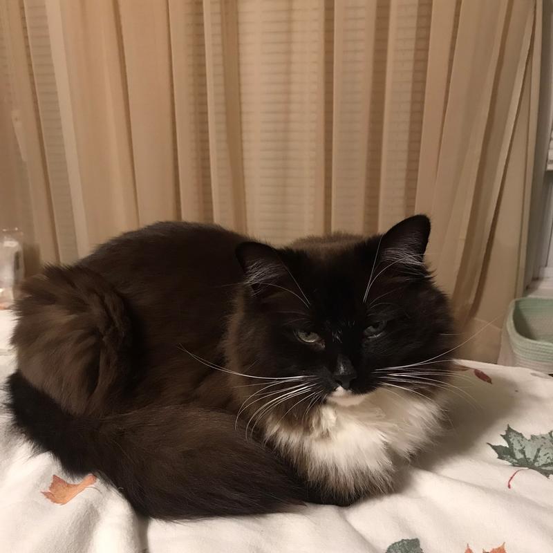 8.5 lb kitty loaf