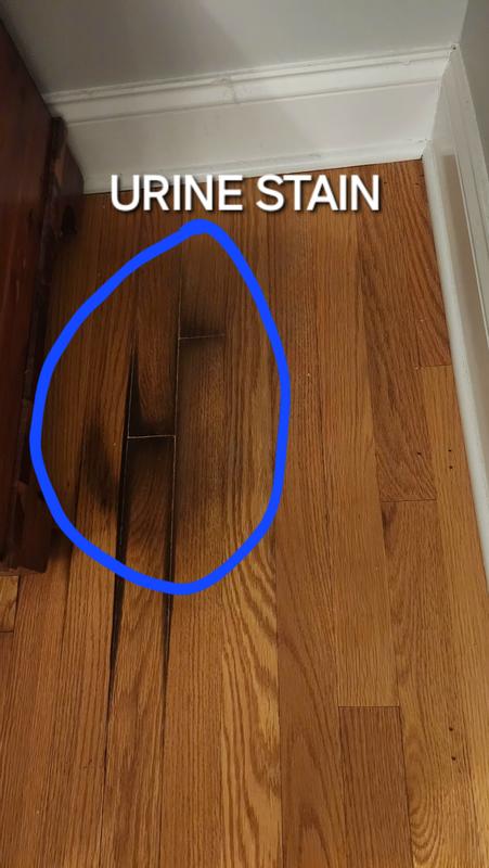 Permanent urine stain on my floor