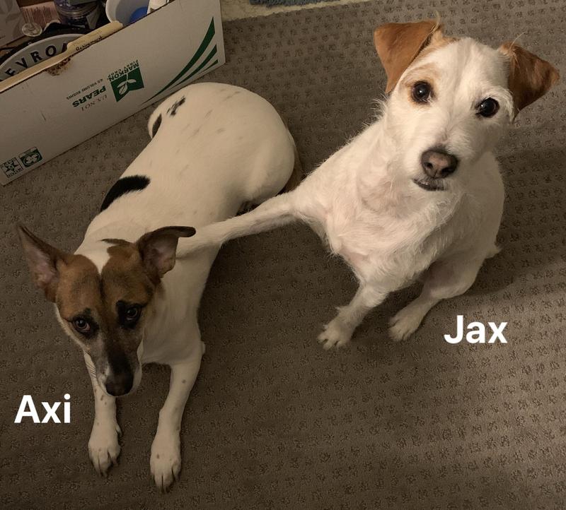 My two dogs