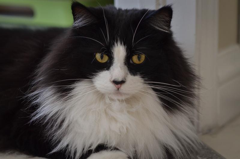 IO2 Norwegian Forest Cat loves beef and chicken entrees.