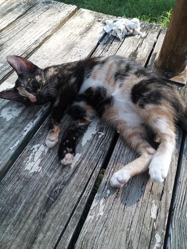 This is Patches, she is approx 2-3 y/o. She love her kitten chow!!